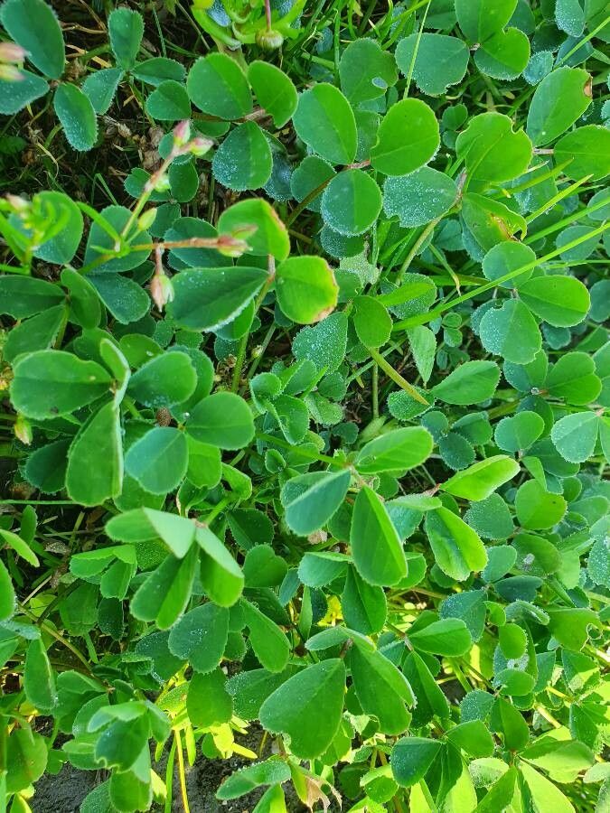 Medicago coronata leaf