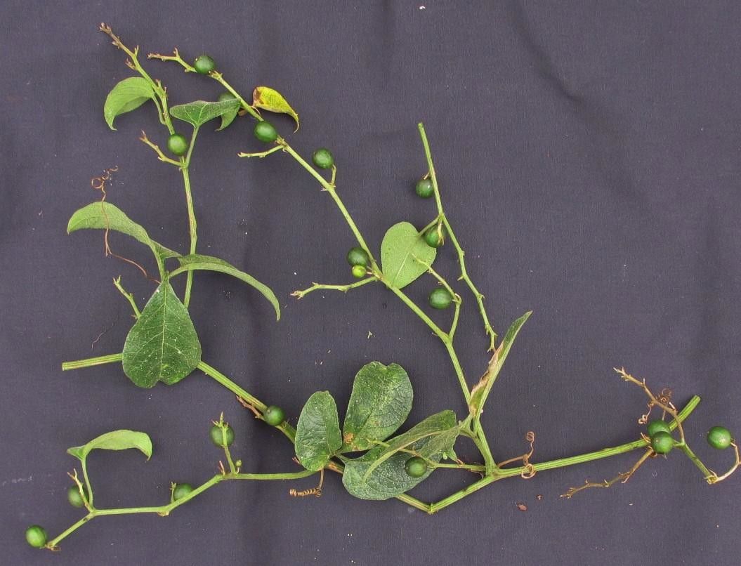 Cayaponia buraeavii other