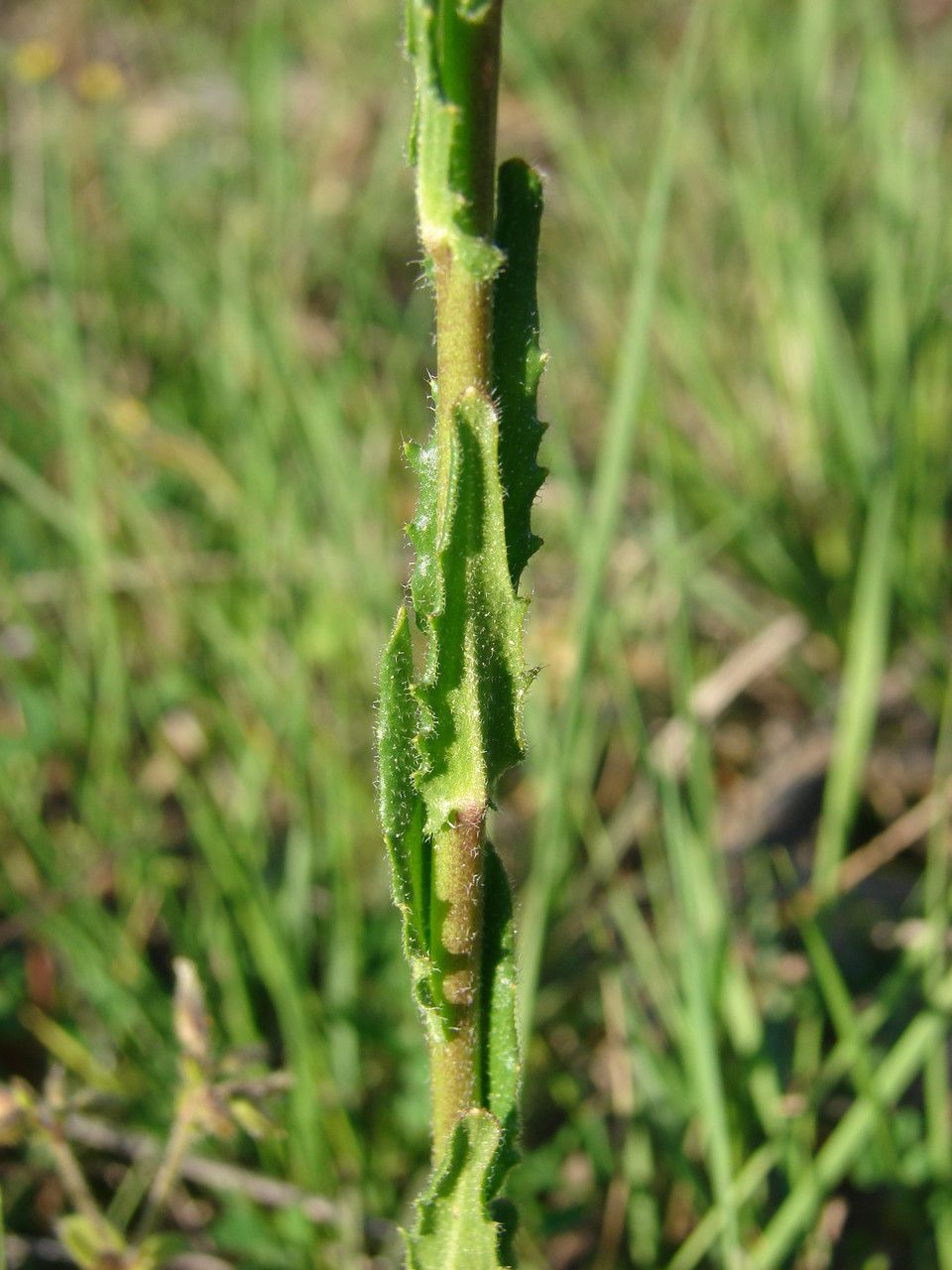 Arabis planisiliqua bark