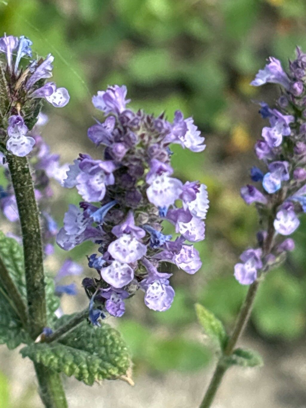 Nepeta teydea flower