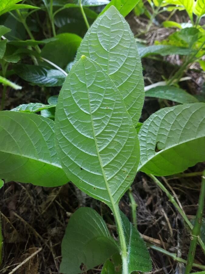 Ruellia elegans leaf