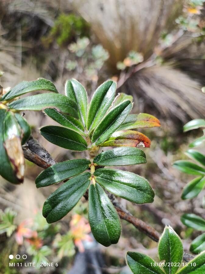 Polylepis sericea leaf