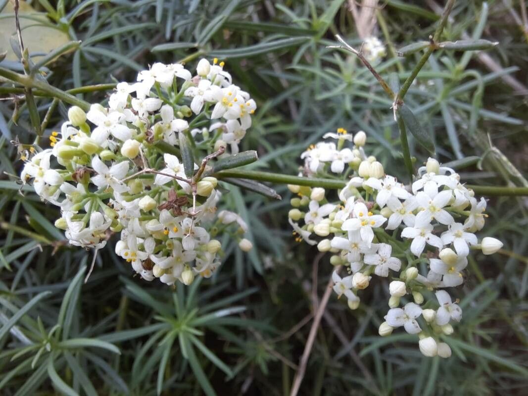 Galium friedrichii flower