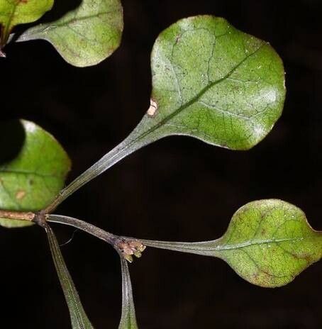Coprosma arborea — related species from the same genus