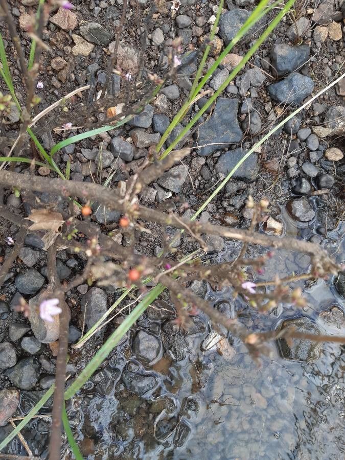 Rotula aquatica fruit