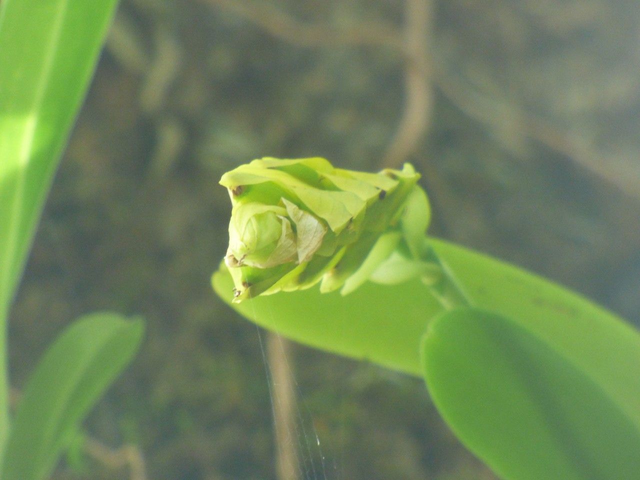 Bulbophyllum occultum fruit