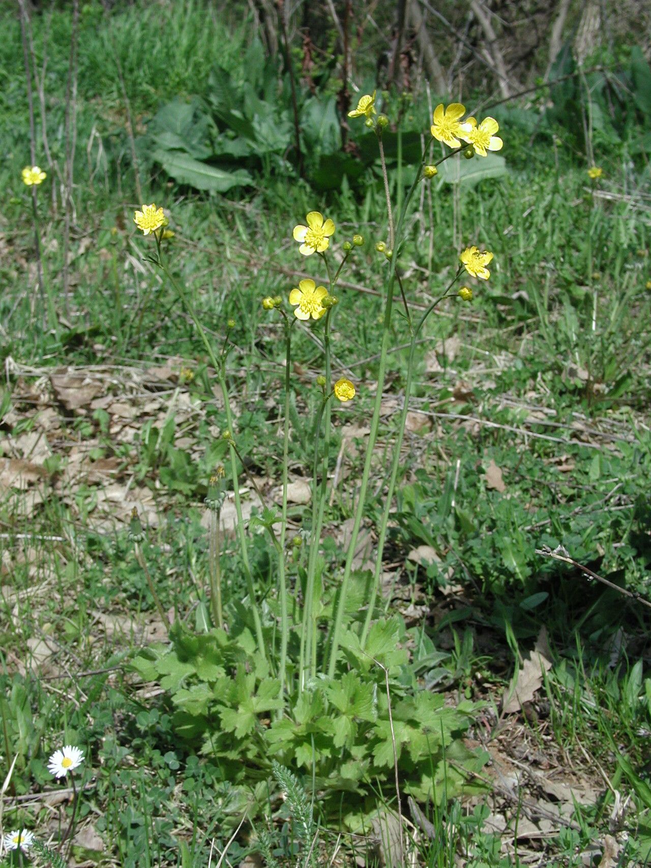 Ranunculus constantinopolitanus habit
