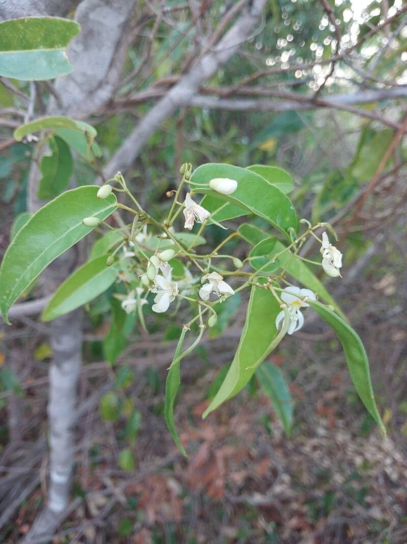 Baphia capparidifolia other