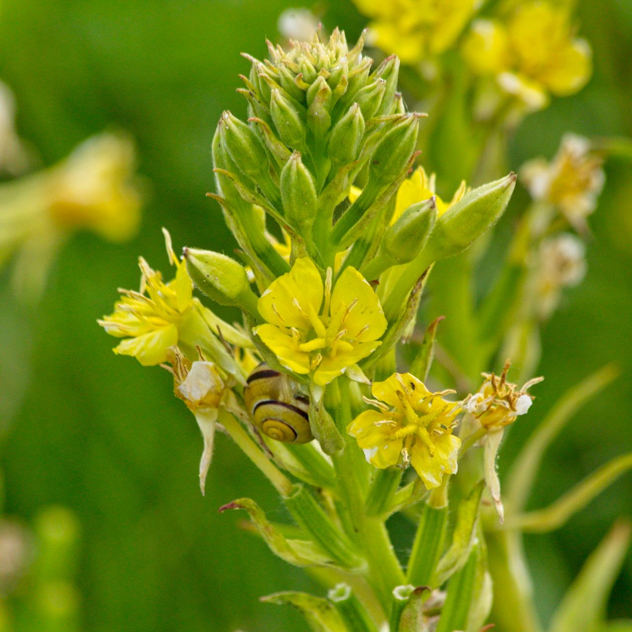 Oenothera deflexa flower