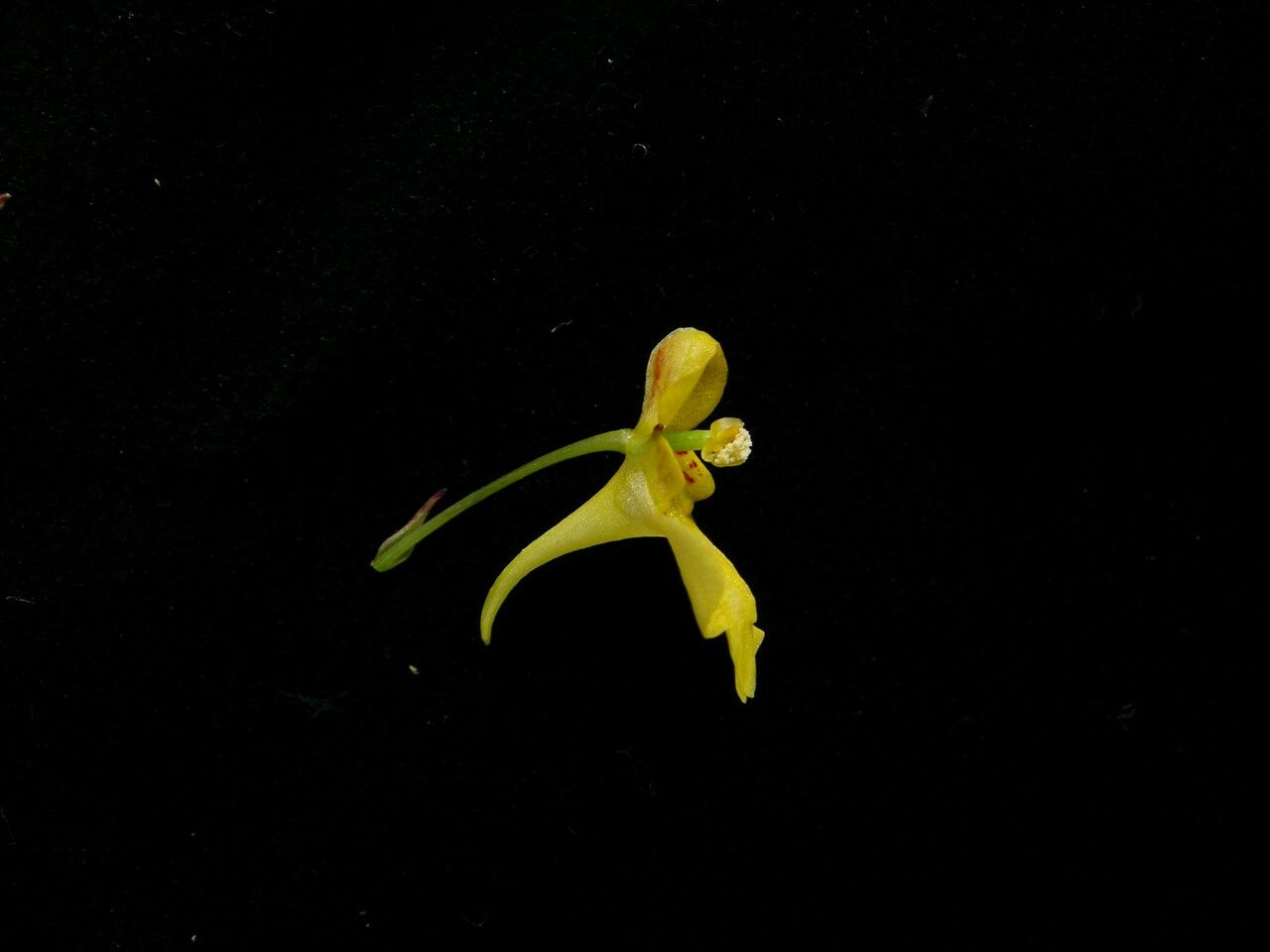 Impatiens racemosa — houseplant care guide