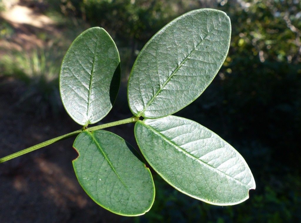Cassia artensis leaf