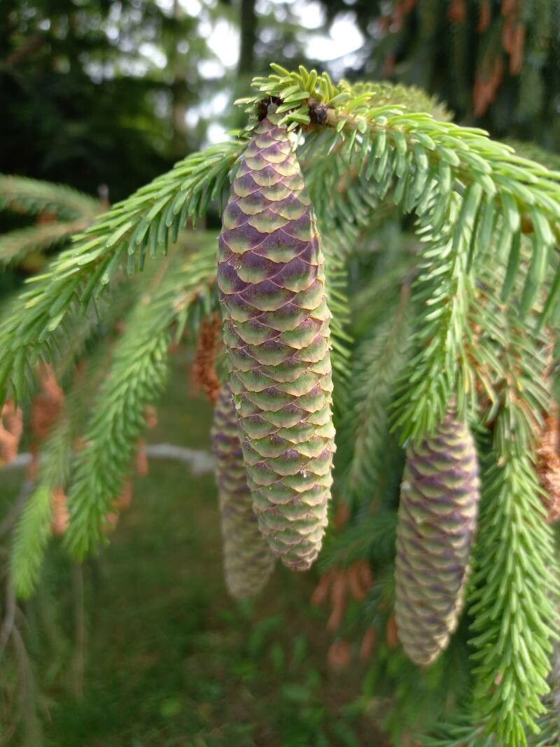 Picea brachytyla fruit