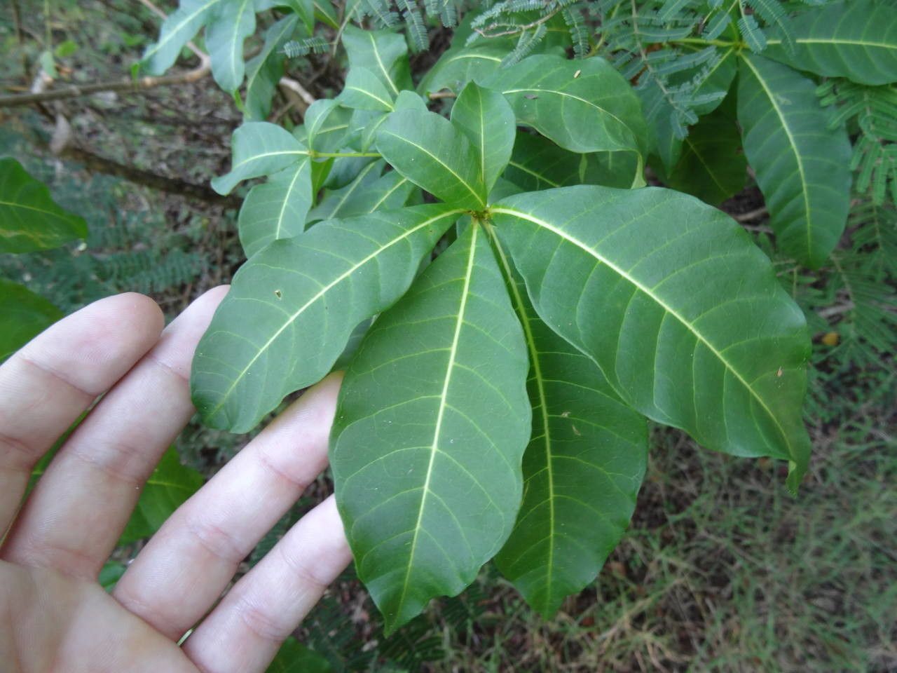 Rauvolfia viridis leaf