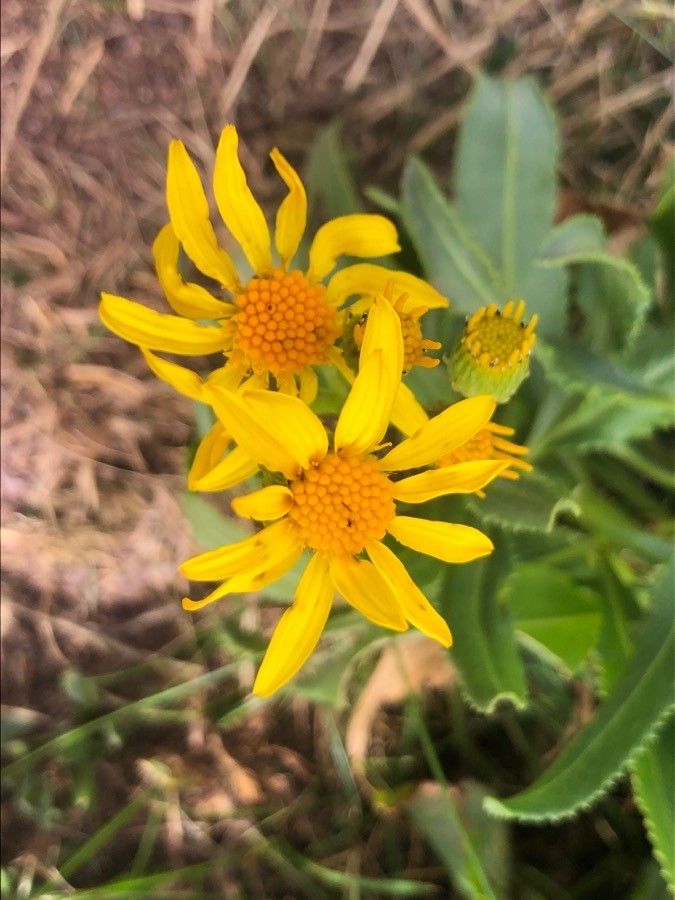 Senecio pyrenaicus flower