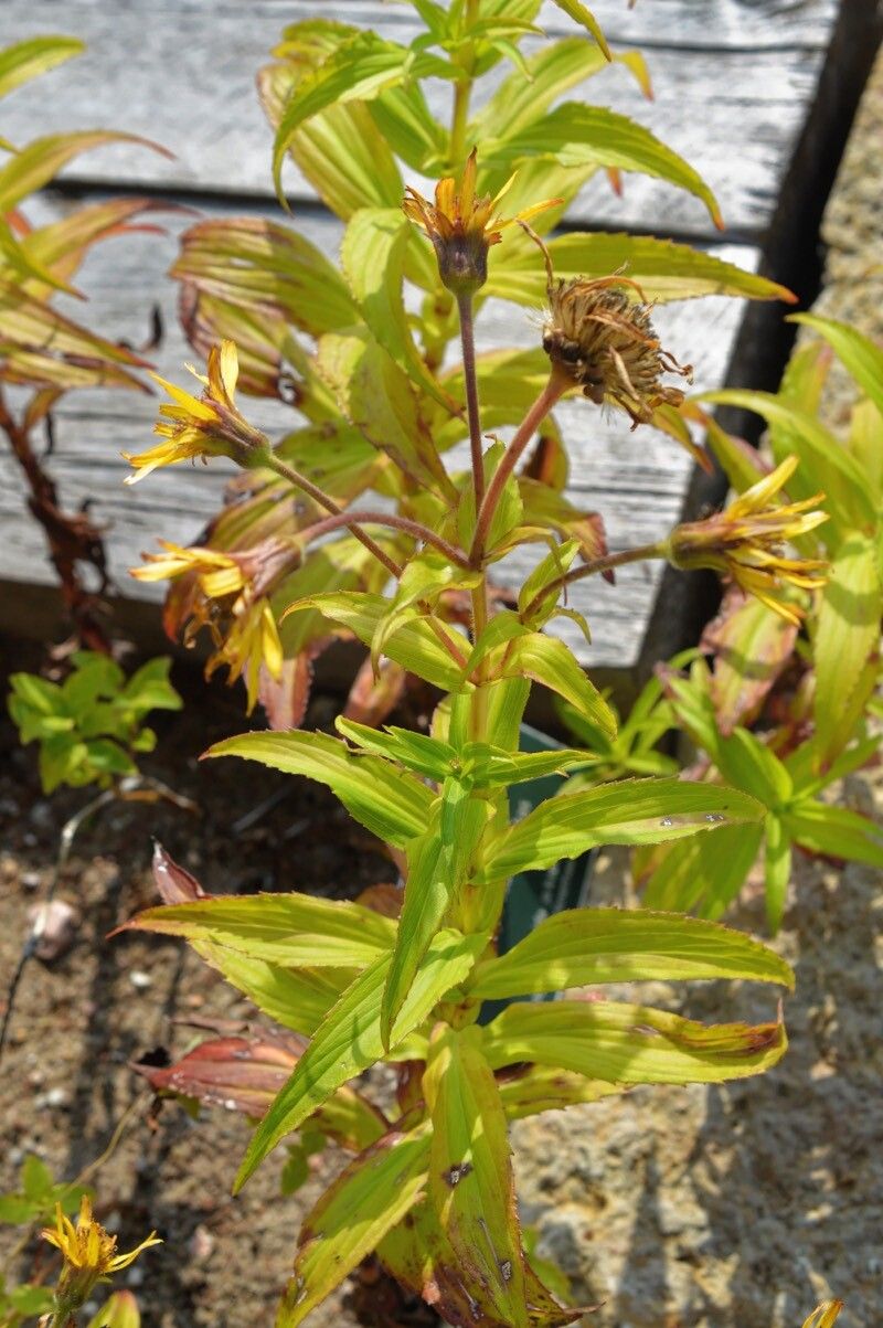 Arnica sachalinensis habit