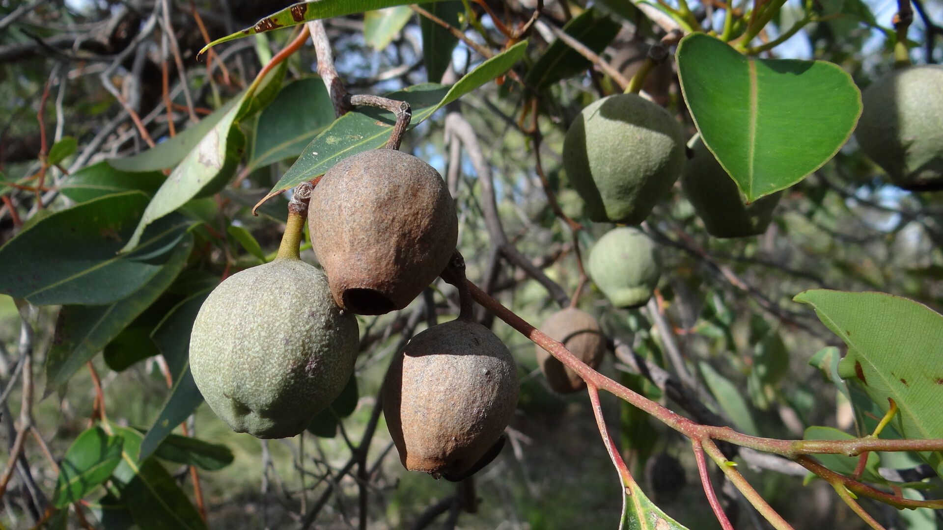 Corymbia calophylla fruit