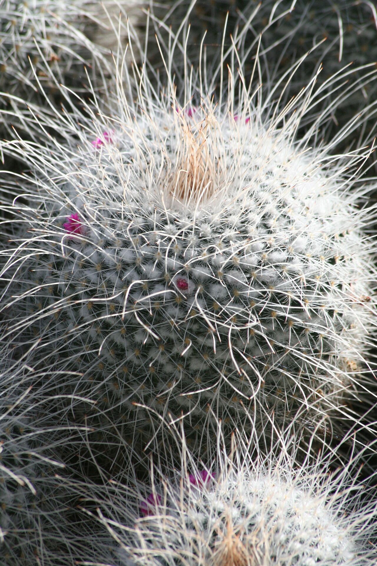 Mammillaria geminispina flower