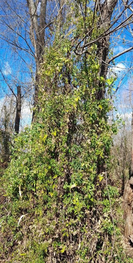 Mikania cynanchifolia habit