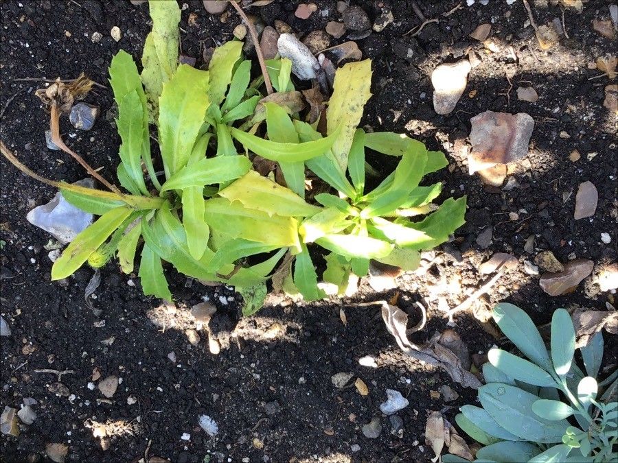 Hypochaeris oligocephala — search result for 'Canary Islands'