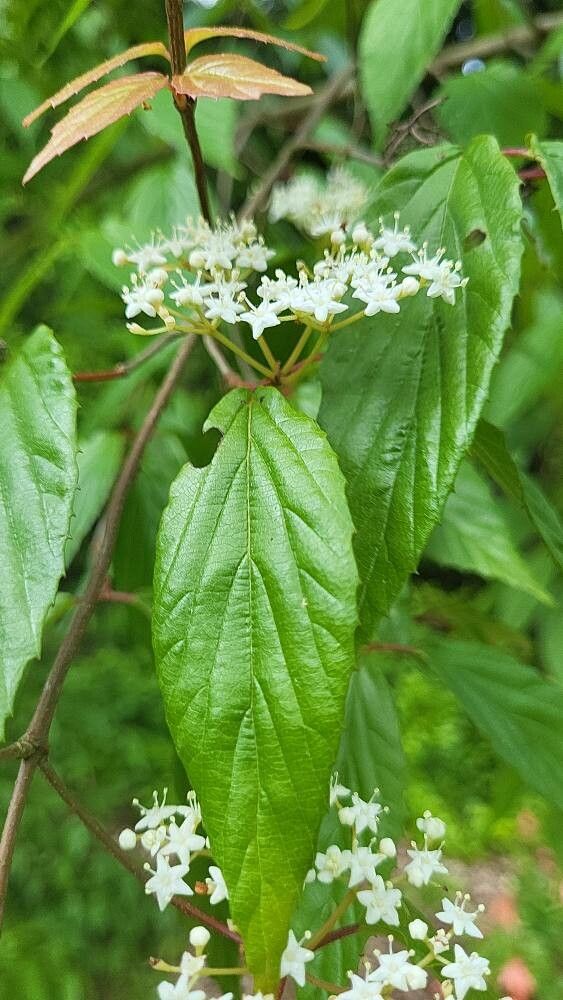 Viburnum formosanum flower