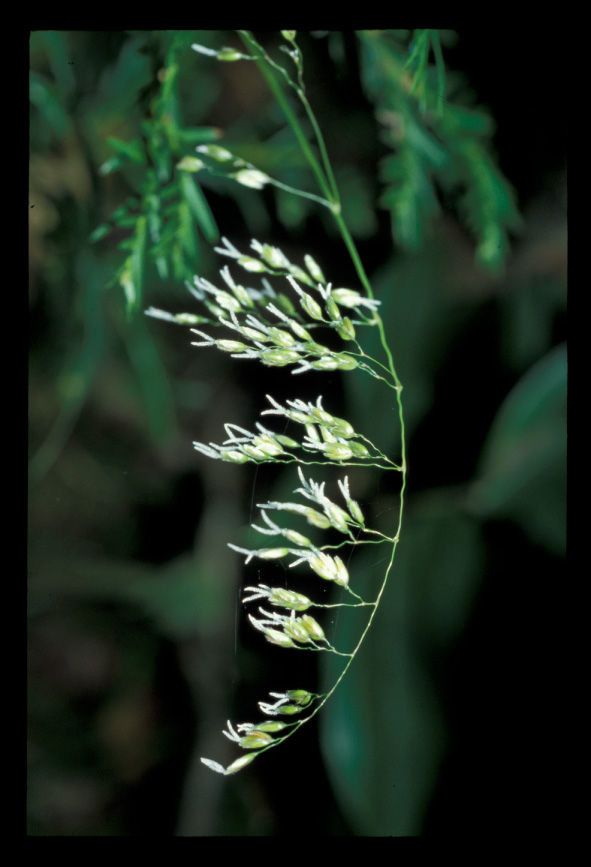 Hierochloe occidentalis — related species from the same genus