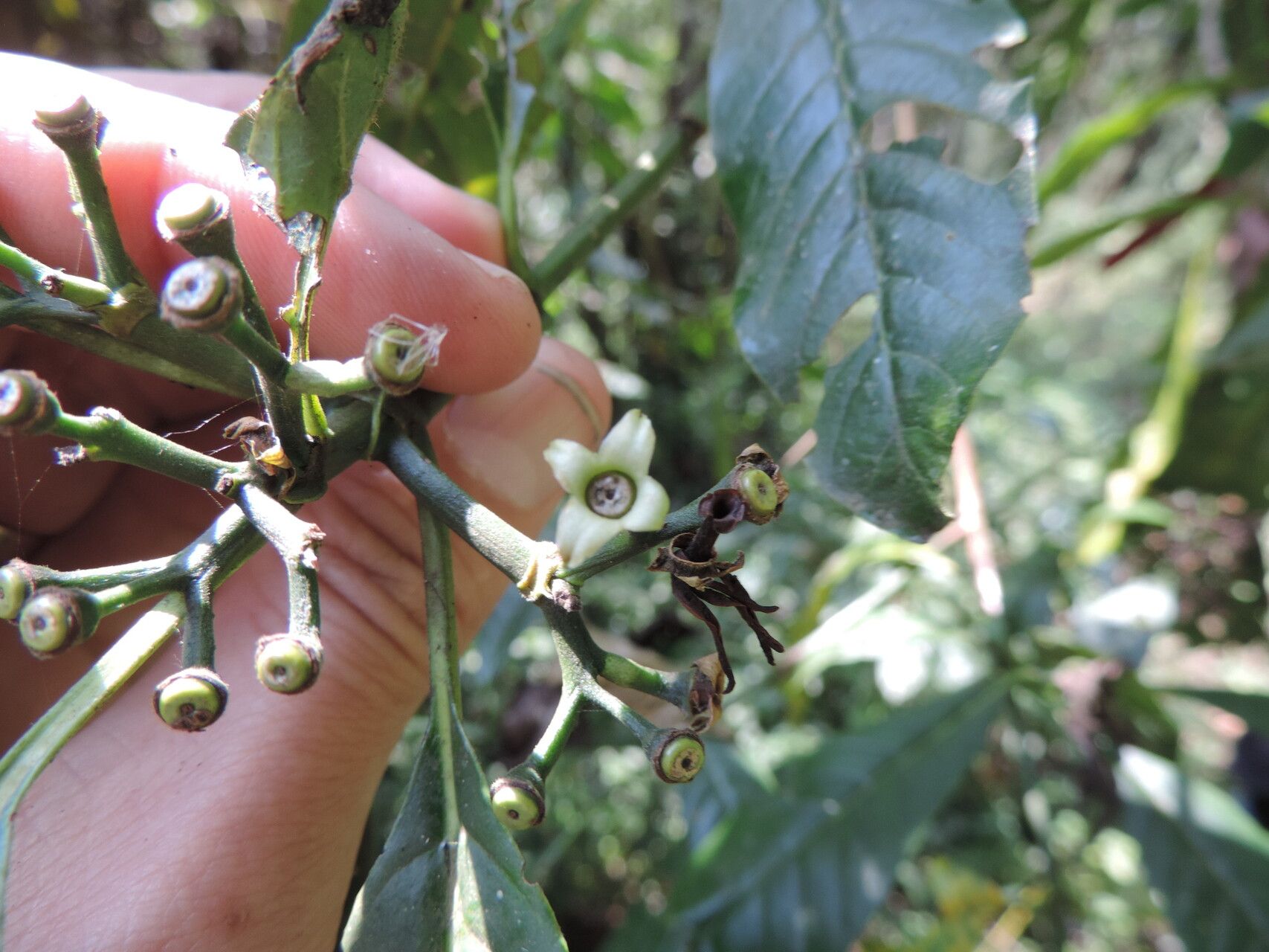 Pavetta urundensis flower