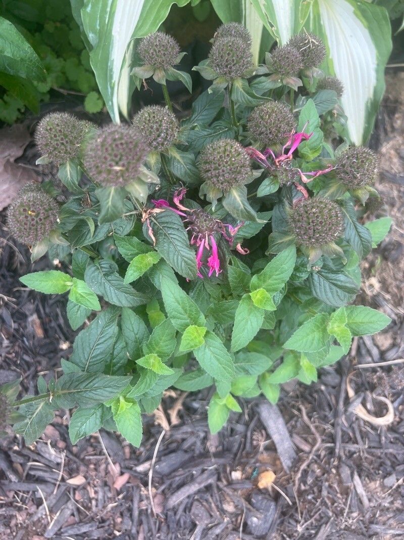 Monarda media — search result for 'Eastern United States and Canada'