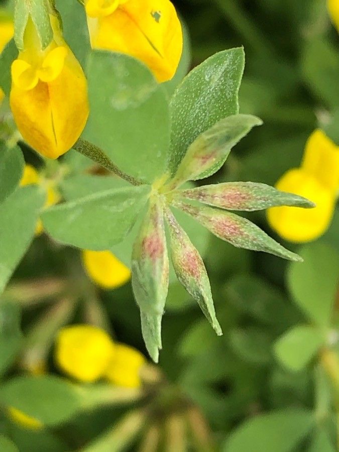 Lotus cytisoides fruit