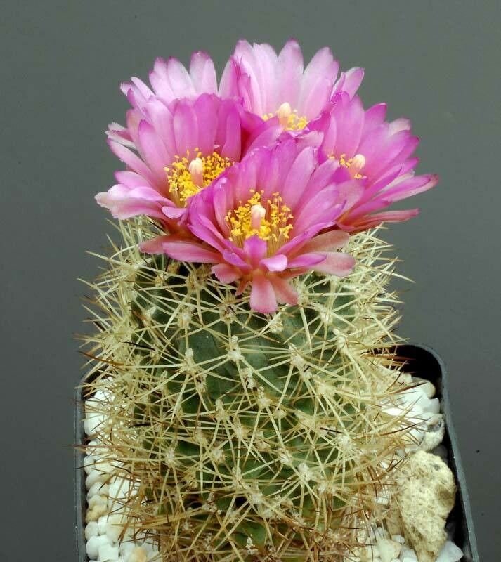 Sclerocactus wetlandicus flower