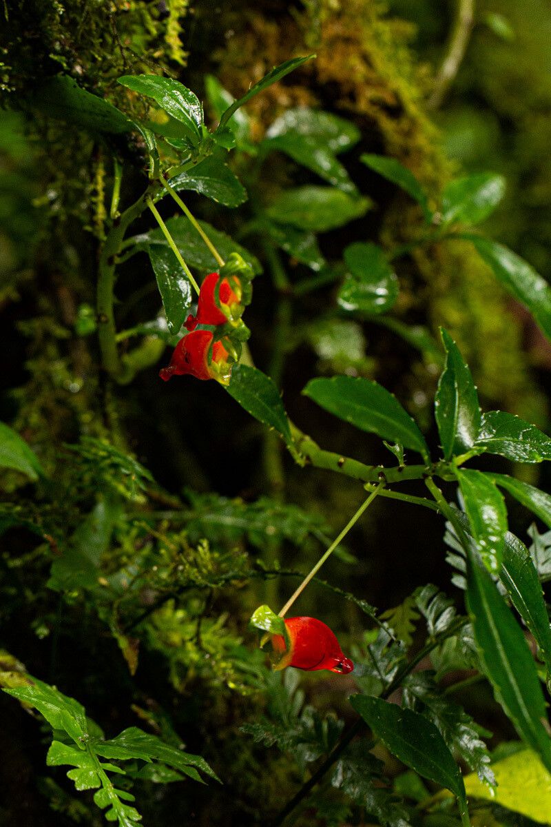 Impatiens keilii flower