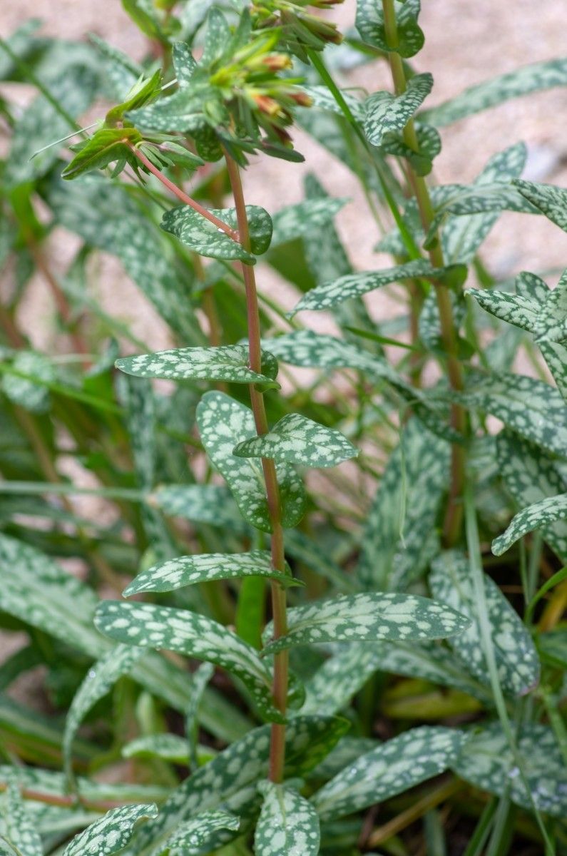 Cerinthe tenuiflora — search result for 'Cerinthe'
