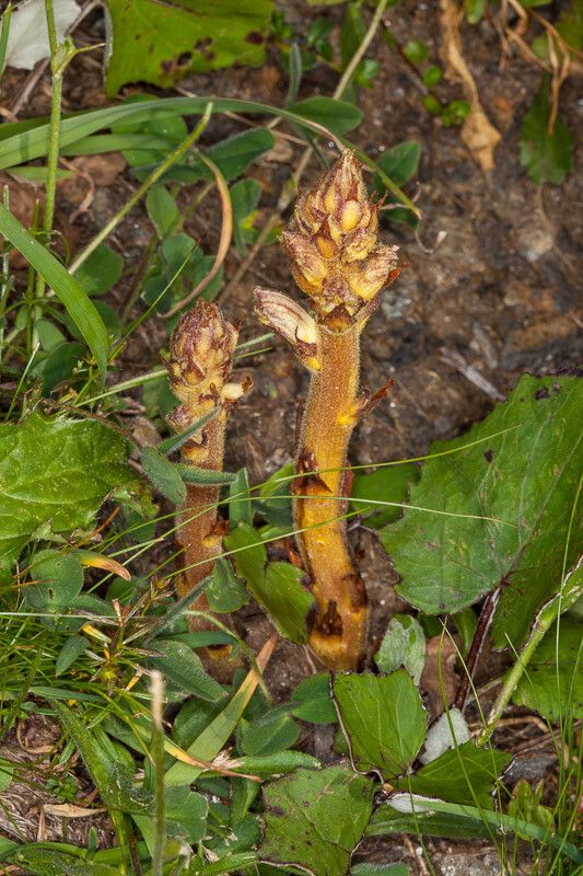 Orobanche alba bark