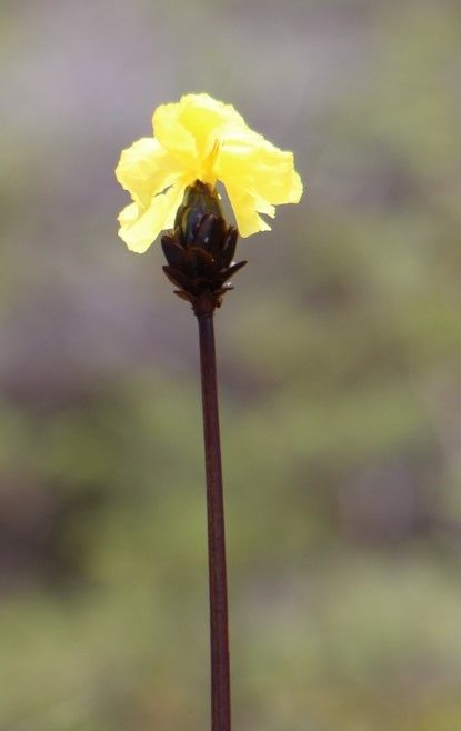 Xyris pancheri — search result for 'Xyris'