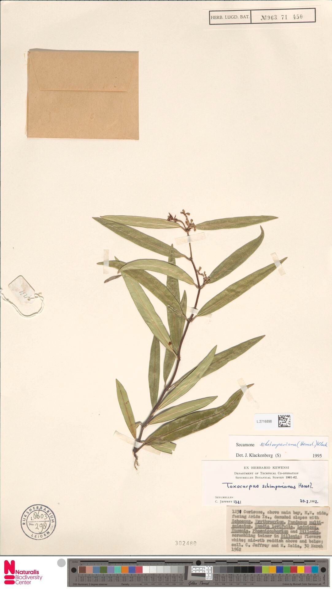 Secamone schimperiana — houseplant care guide