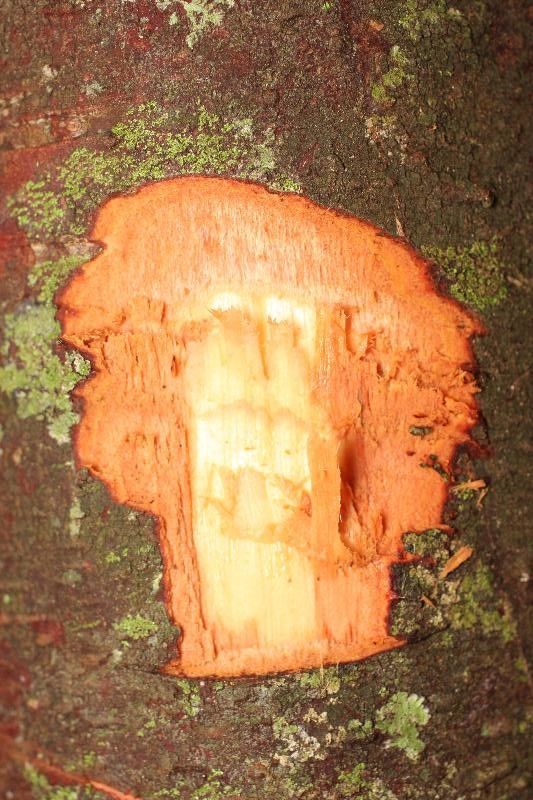 Ocotea indirectinervia other