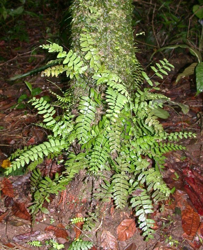 Asplenium cirrhatum habit