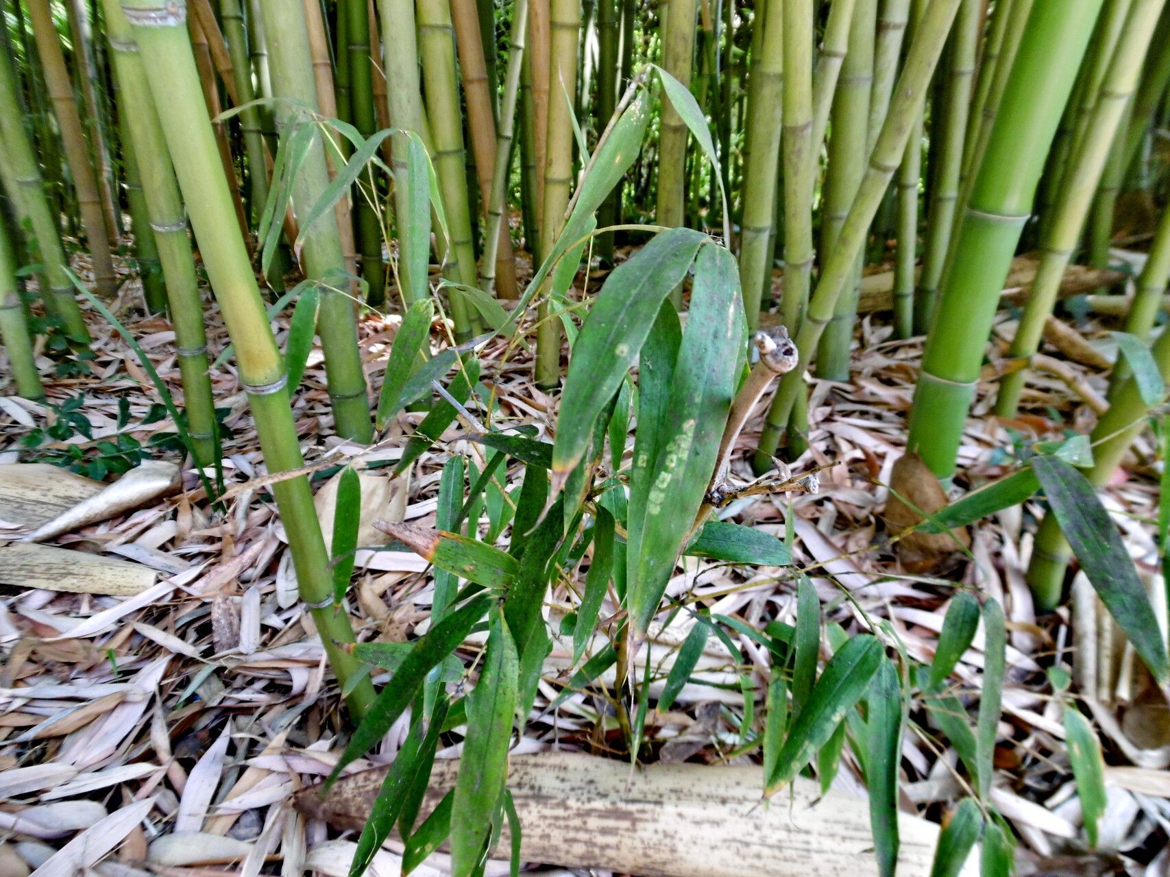 Phyllostachys reticulata — search result for 'Phyllostachys'