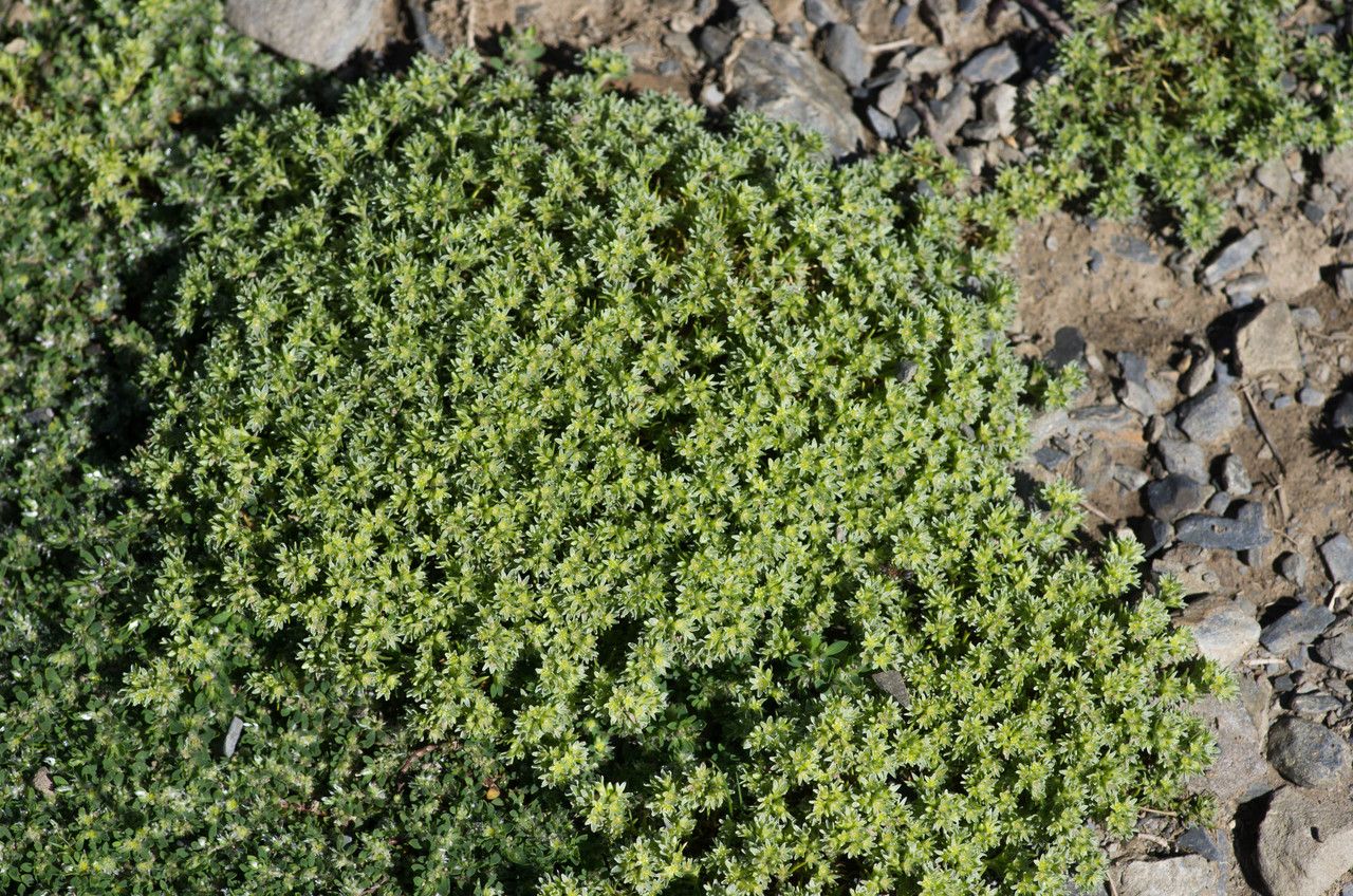 Scleranthus uncinatus habit