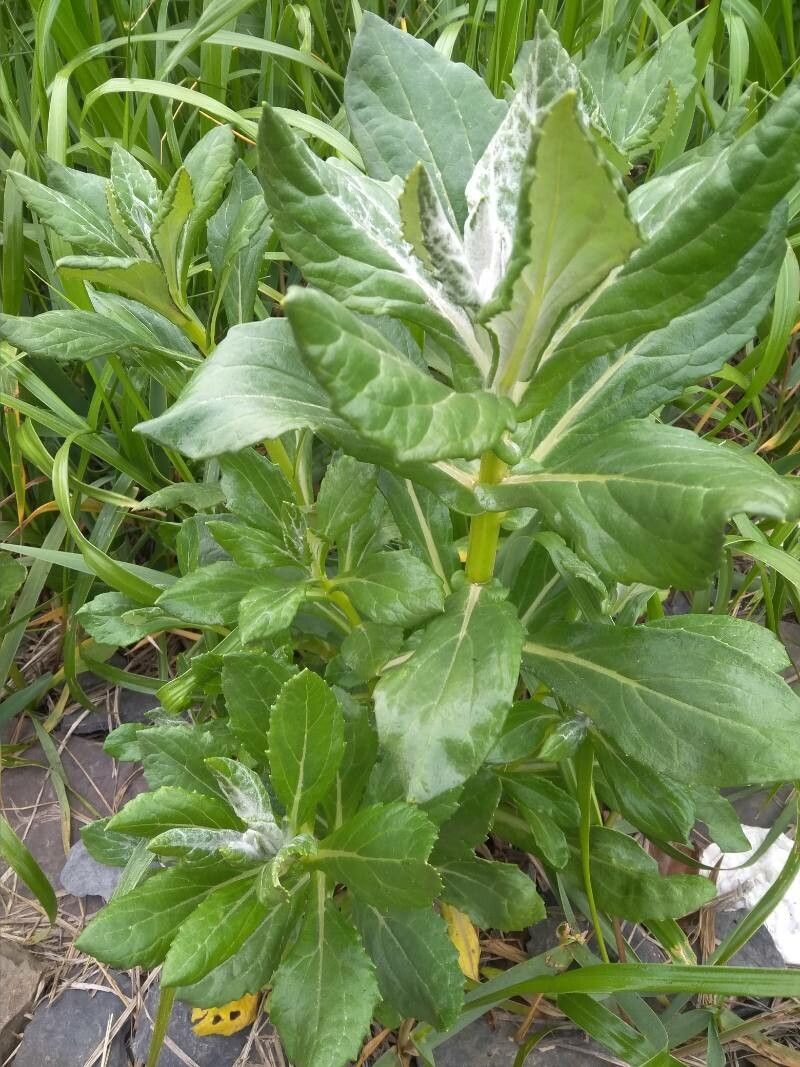 Senecio pseudoarnica habit
