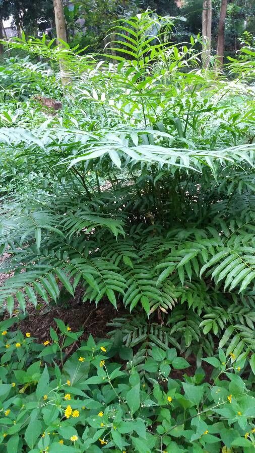 Phanerophlebia umbonata habit