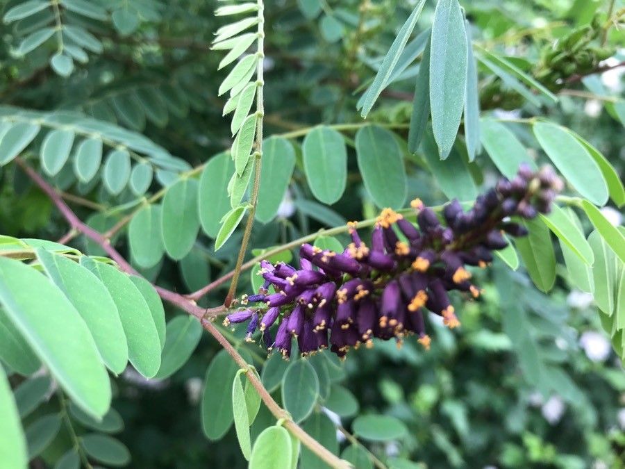 Amorpha canescens flower