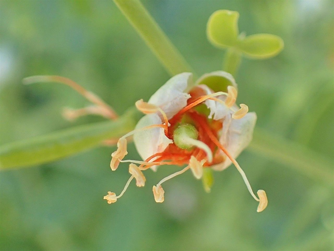 Zygophyllum fabago flower