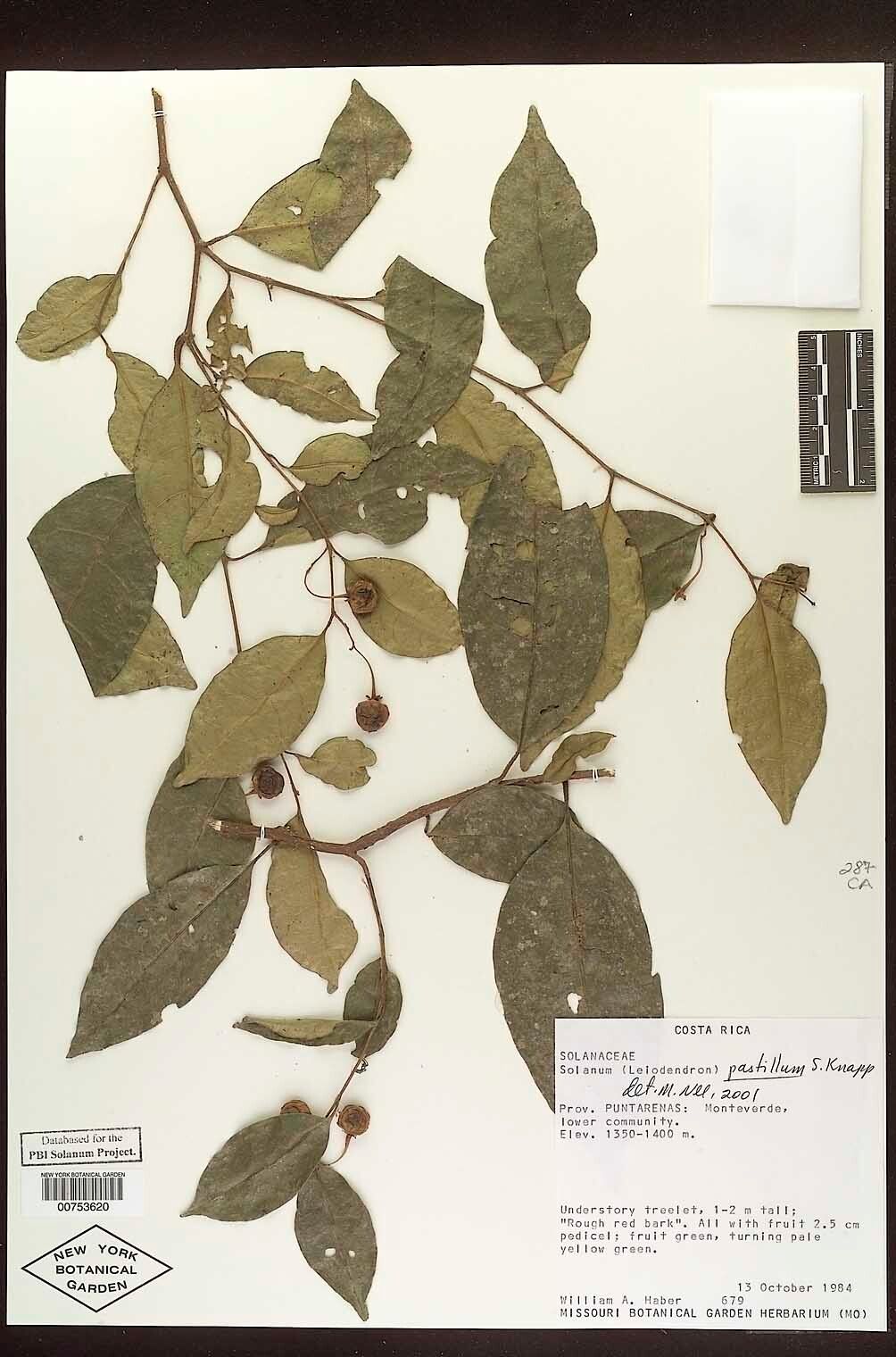 Solanum pastillum — houseplant care guide