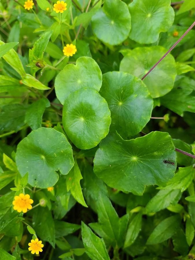 Hydrocotyle verticillata — search result for 'Apiaceae'