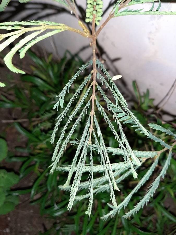 Balizia elegans — search result for 'Honduras'