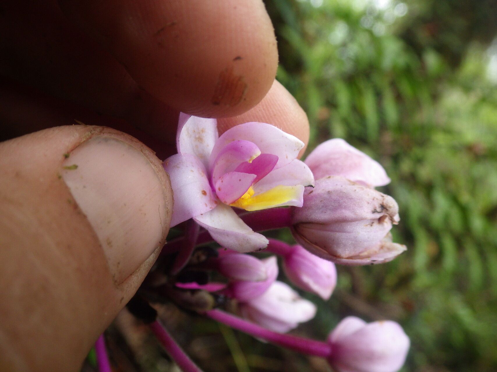 Spathoglottis parviflora flower