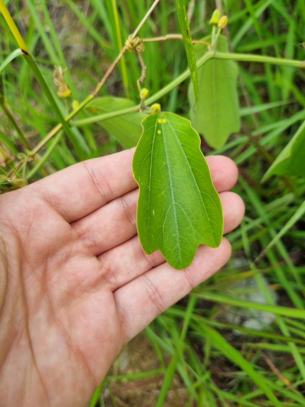 Passiflora alnifolia — houseplant care guide
