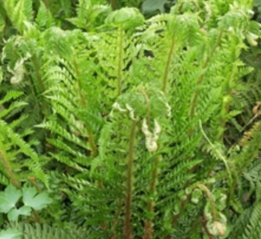 Polystichum andersonii