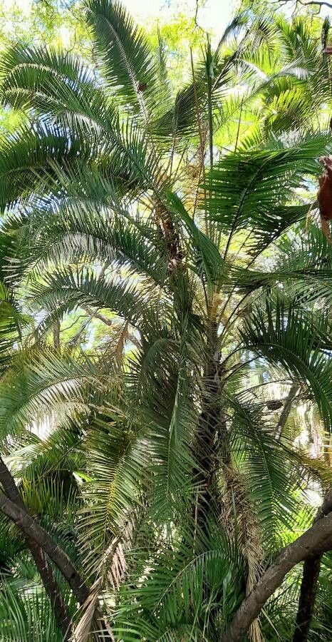 Phoenix paludosa habit