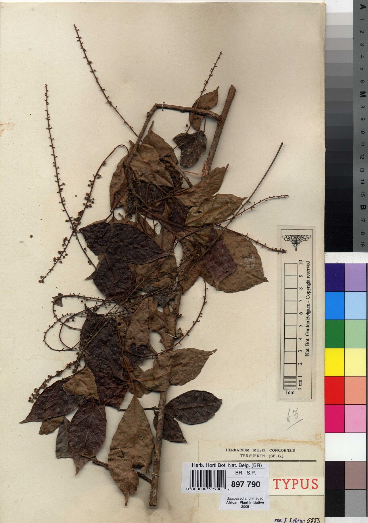 Allophylus altescandens — houseplant care guide